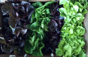 Four varieties of baby head lettuces on their way to market.