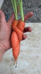 Lovebird carrots! Cool find