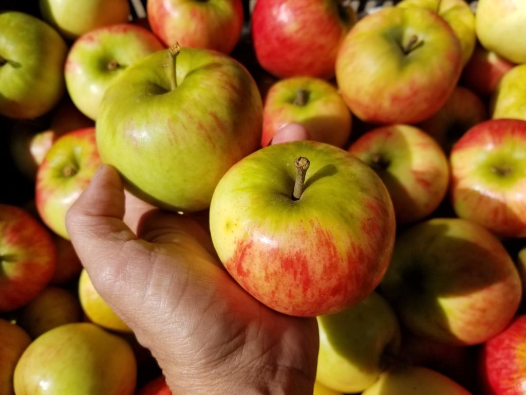 Apples - Fifth Crow Farm